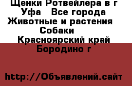 Щенки Ротвейлера в г.Уфа - Все города Животные и растения » Собаки   . Красноярский край,Бородино г.